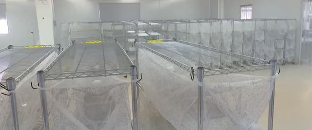 广州一家蚊子工厂曝光:每日对外投放500万只